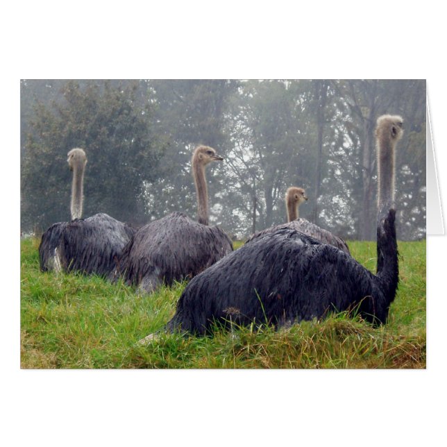 Carte Ostrich (Devant horizontal)
