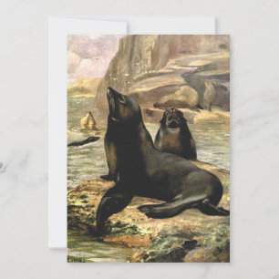 Carte Otaries de Californie par CE Swan, Animaux Vintage