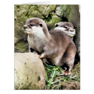 CARTE OTTERS
