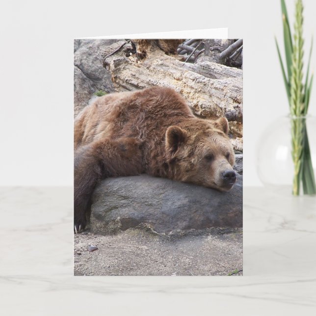 Carte Ours Grizzli Reposant Sur Rocher (Devant)