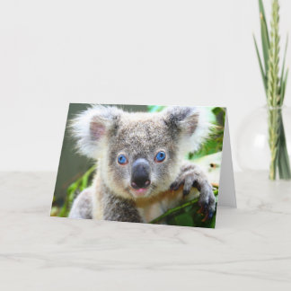 Carte Ours Koala