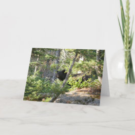 Carte Ours noir à Grand Teton