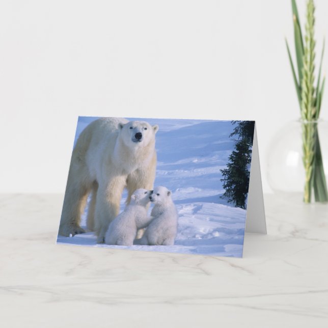 Carte Ours polaire féminin debout avec 2 Cubs à sa (Devant)