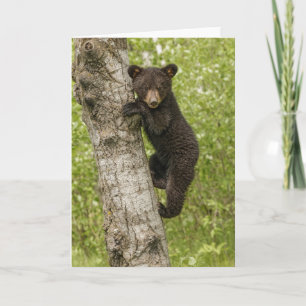 Carte Ourson noir dans un arbre