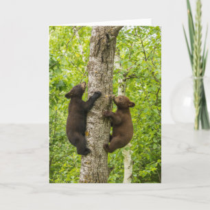Carte Oursons noirs grimpant à l'arbre