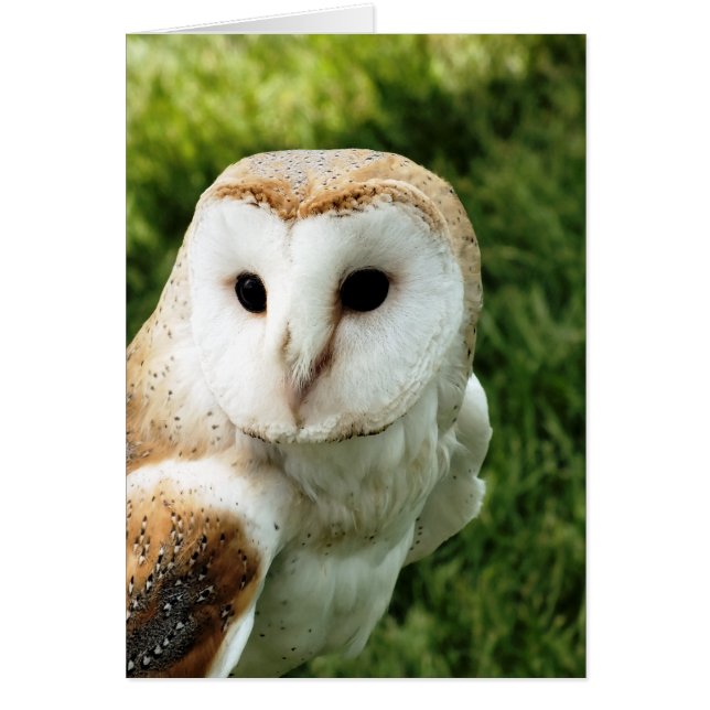 Carte OWL (Devant)