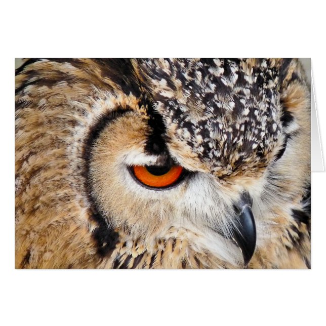 Carte OWL (Devant horizontal)
