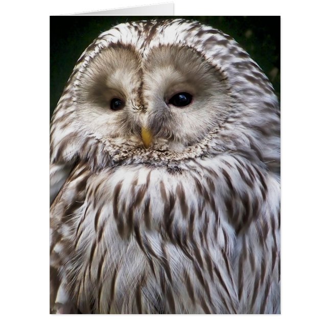 Carte OWL (Devant)