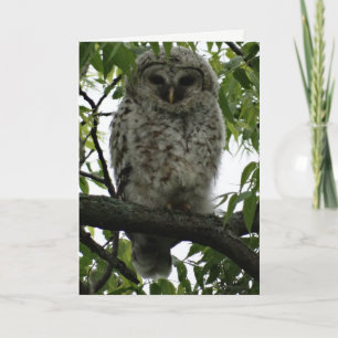 Carte Owl Luv
