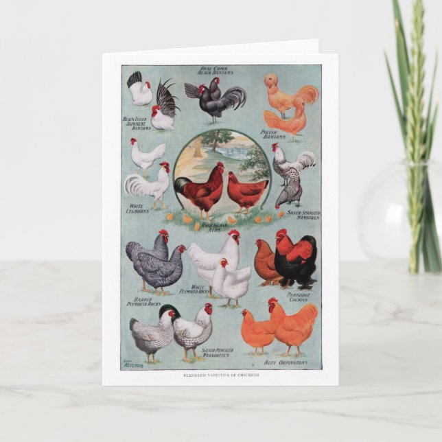 Carte Page Livre Vintage de poulets (Devant)