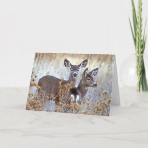 Carte Paire de cerfs de Mule sauvage   Californie