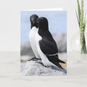 Carte Paire de Razorbill