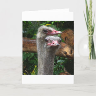Carte Paires d'autruche