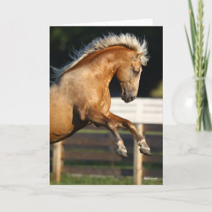 Carte Palomino Tennessee Walker Élevage de l'étalon