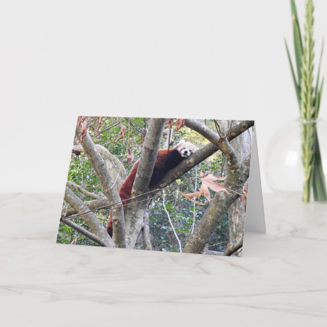 Carte Panda rouge (Devant)