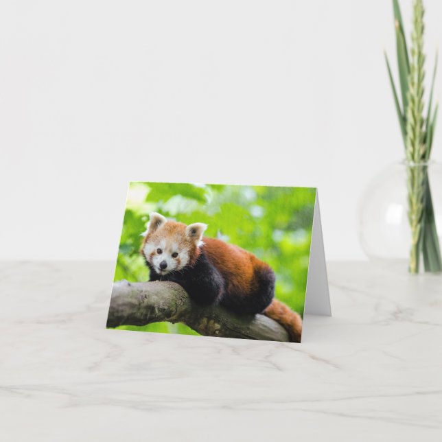 Carte Panda rouge (Devant)
