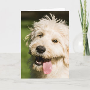 Carte Panneaux de chiot Goldendoodle
