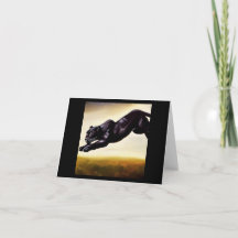 Panthère noire (1 chat sauvage)