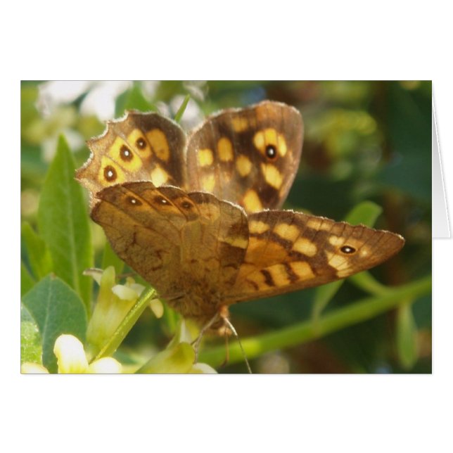 Carte Papillon (Devant horizontal)