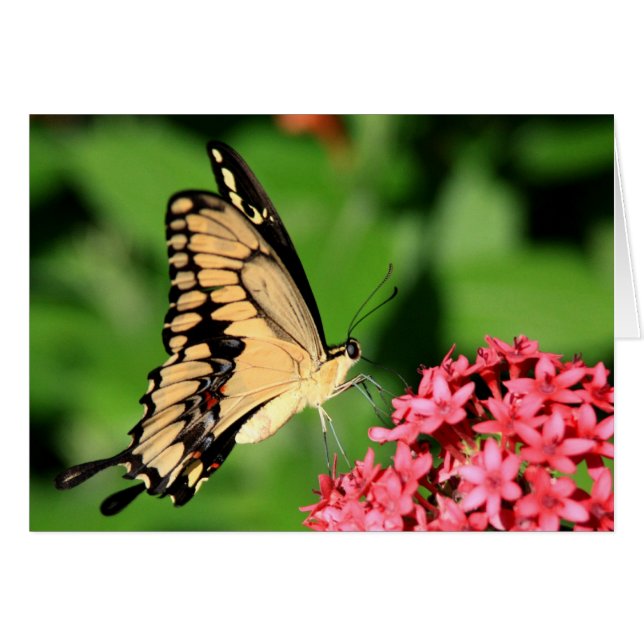 Carte papillon (Devant Horizontal)