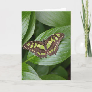 Carte Papillon 2 d'Olbrich