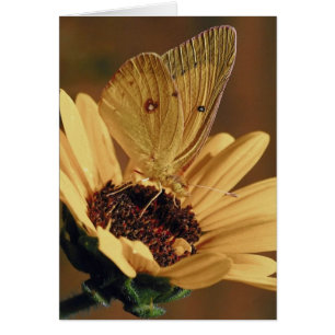 Carte Papillon à fleurs