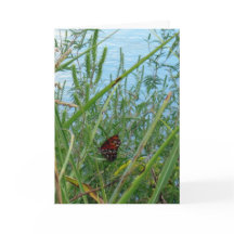 Papillon au bord de la rivière