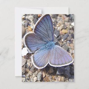 Carte Papillon bleu clair