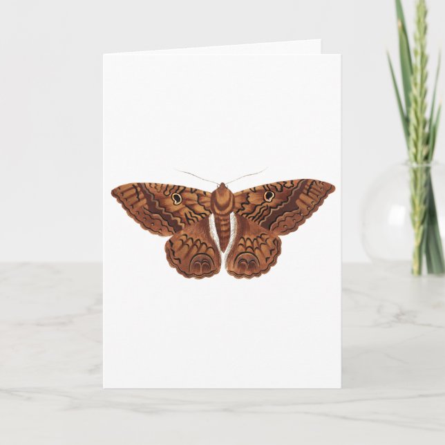Carte Papillon Brown vintage (Devant)