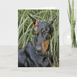 Carte Papillon Doberman Surprise