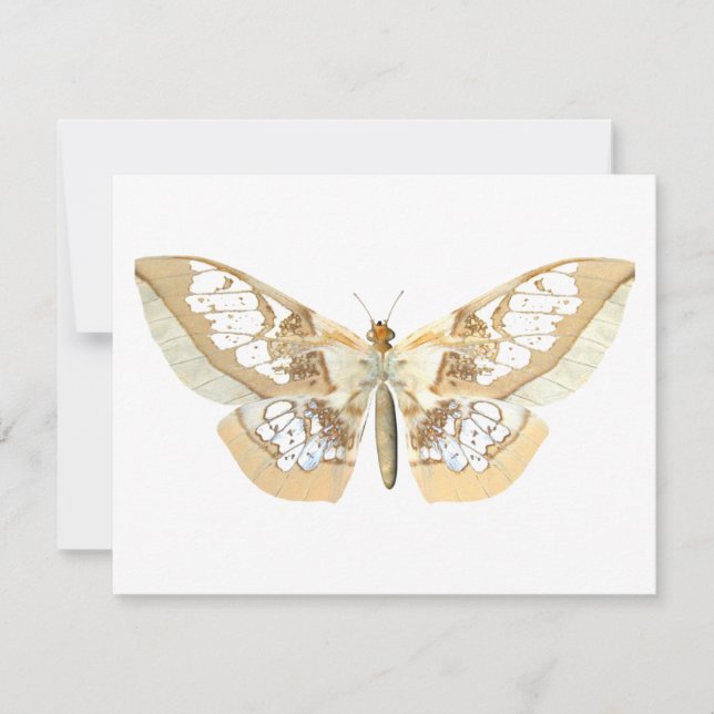 Carte Papillon GlassWing (Devant)