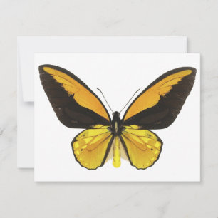 Carte Papillon jaune et noir