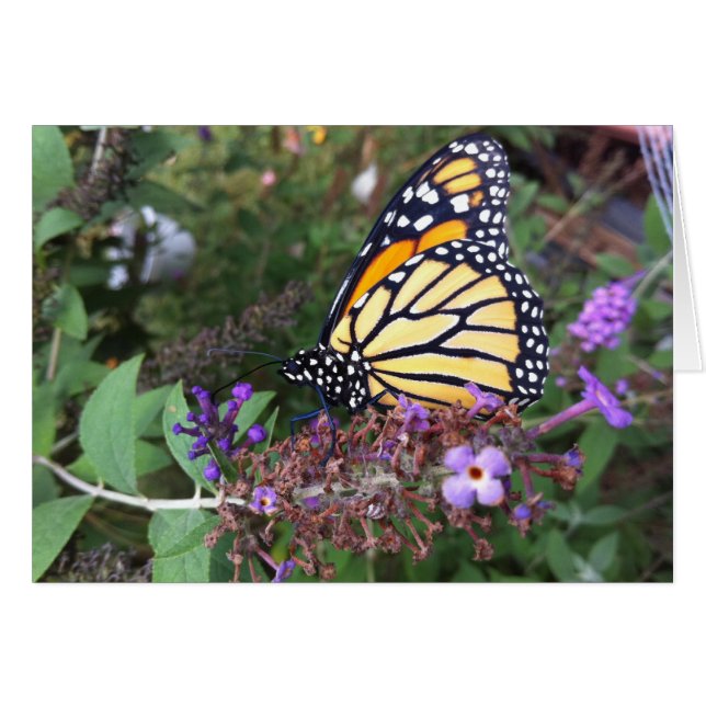 Carte papillon Monarch 2 (Devant horizontal)
