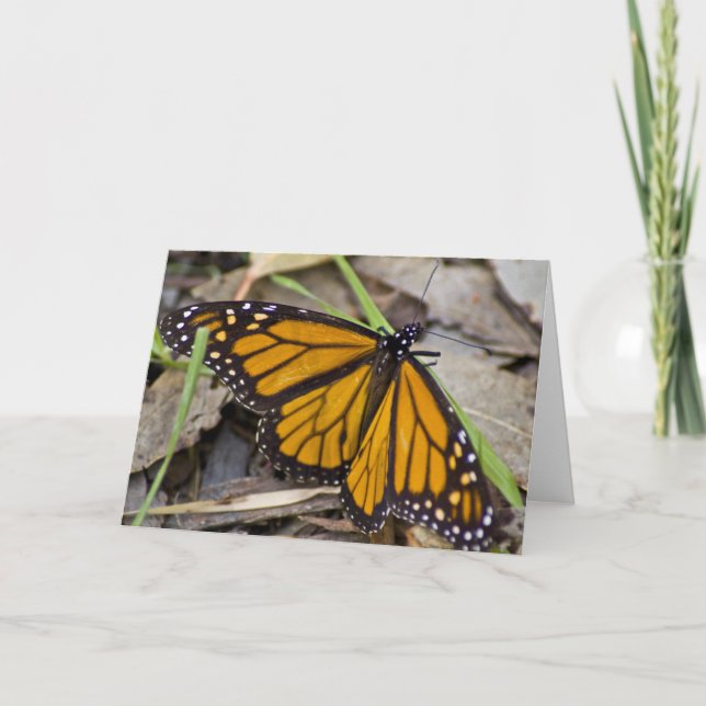 Carte Papillon monarque (Devant)