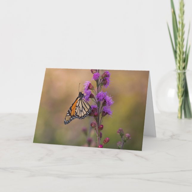 Carte Papillon monarque sur liatris (Devant)