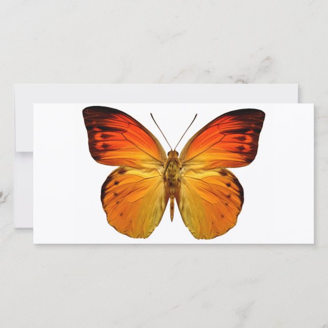 Carte Papillon orange clair (Devant)