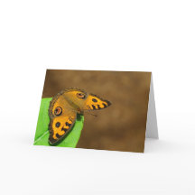 Papillon Peacock Pansy