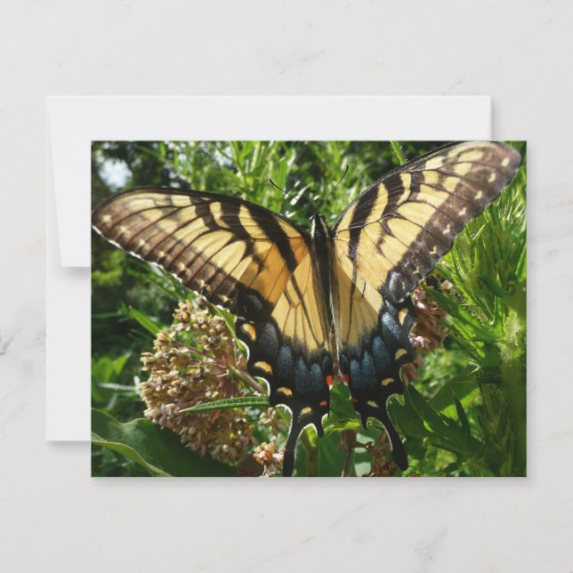 Carte Papillon Swallowtail III Belle photo colorée (Devant)