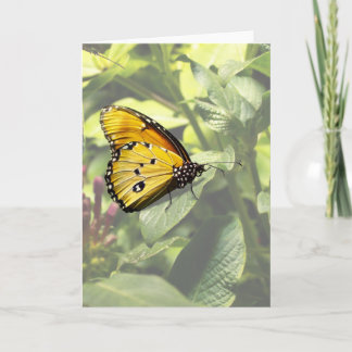 Carte Papillon Tiger clair