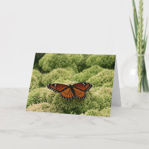 Carte Papillon Viceroy Belle photographie de la nature