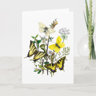 Carte Papillons de machaon de tigre