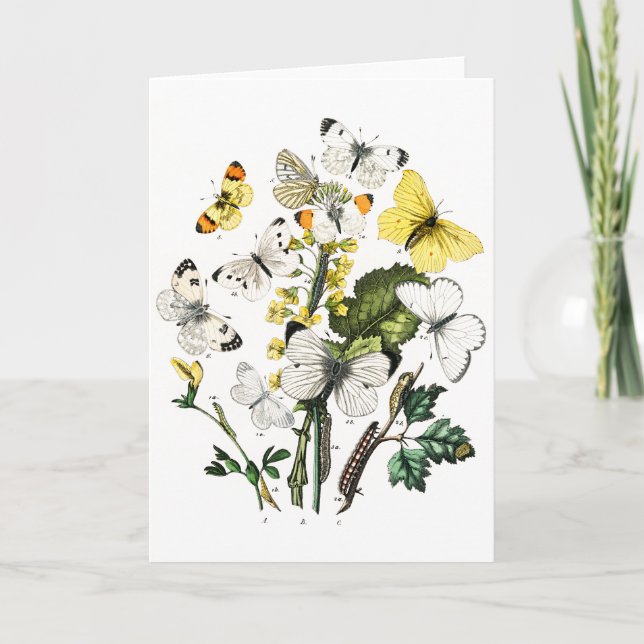 Carte Papillons d'Europe vintage (Devant)