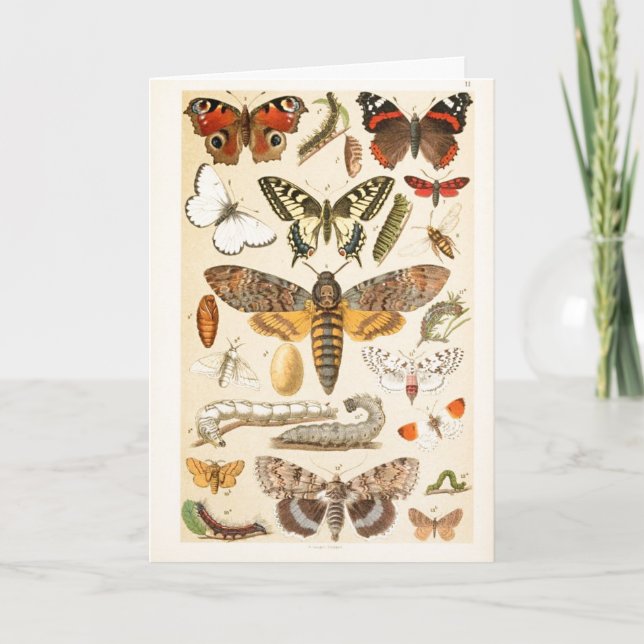 Carte Papillons vintages Caterpillar Illustration Art (Devant)