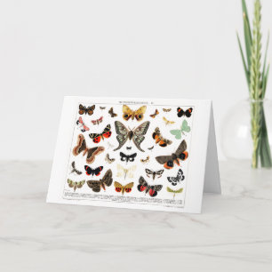 Carte Papillons vintages Vieux livre Illustration