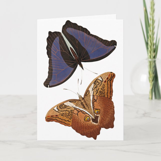 Carte Papillons vintages Vieux livre Illustration (Devant)
