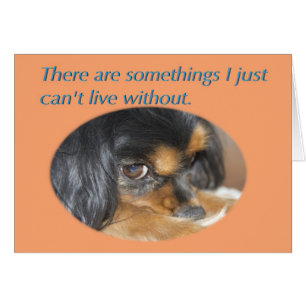 Carte Pardonne Moi Avec Cavalier King Charles Span