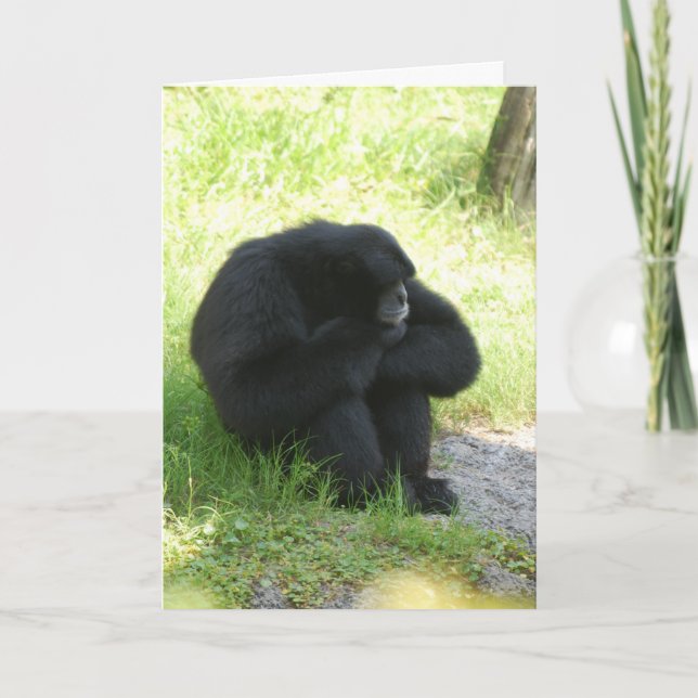 Carte Parfois Même Les Singes Ont De Mauvais Jours (Devant)