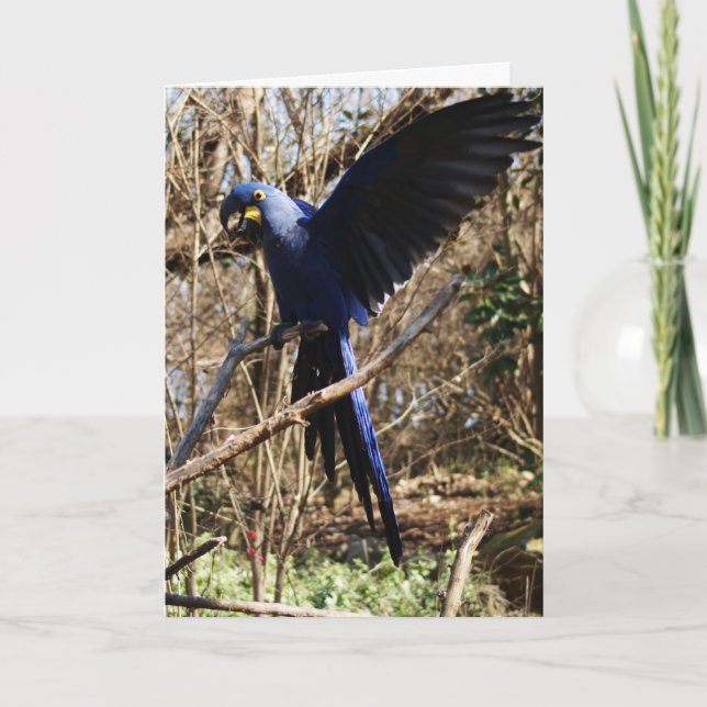 Carte Parrot (Devant)