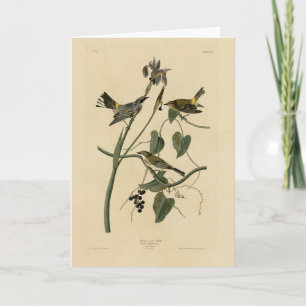Carte Paruline à couronne jaune - Audubon's Birds of Ame