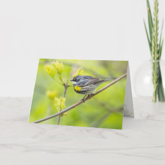 Carte Paruline à croupion jaune